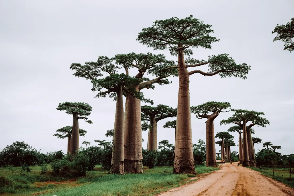Zbor anulat Madagascar: Tot ce trebuie să știi